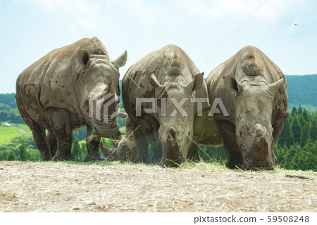 非洲野生動物園 59508248