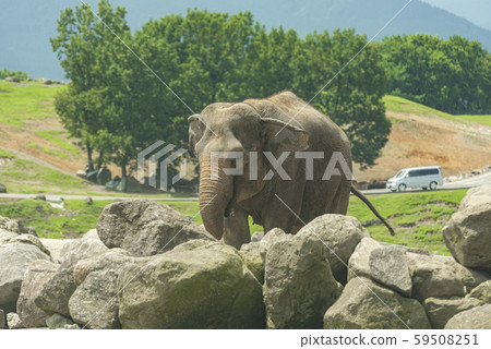 African safari African safari 59508251