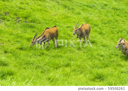 African safari 59508261