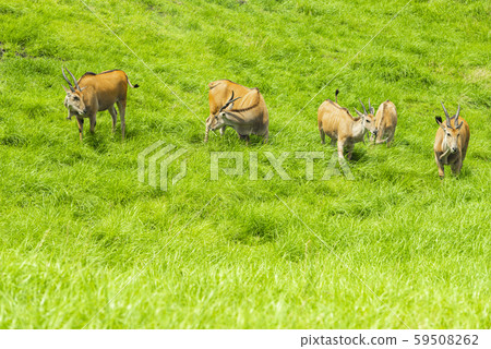 African safari 59508262