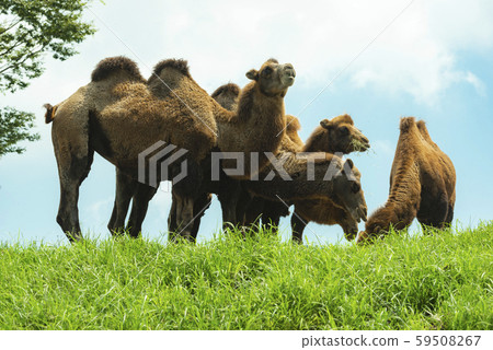 African safari African safari 59508267