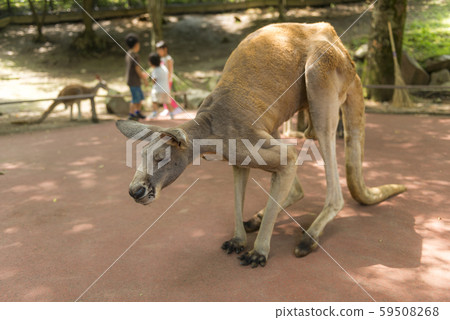 非洲野生動物園 59508268