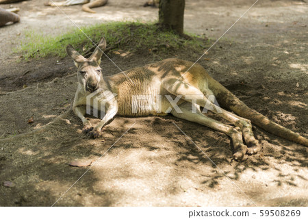 非洲野生動物園 非洲野生動物園 59508269