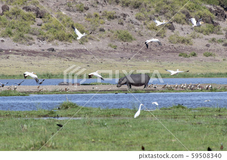 Hippo and pelican Hippo and pelican 59508340