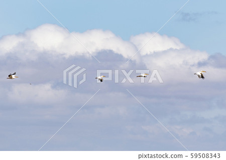 飛行在天空的鵜鶘 59508343