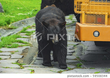 非洲野生動物園 59508344