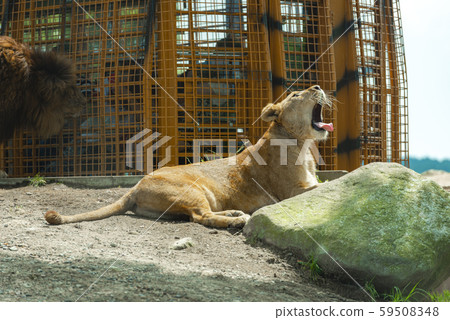 非洲野生動物園 非洲野生動物園 59508348