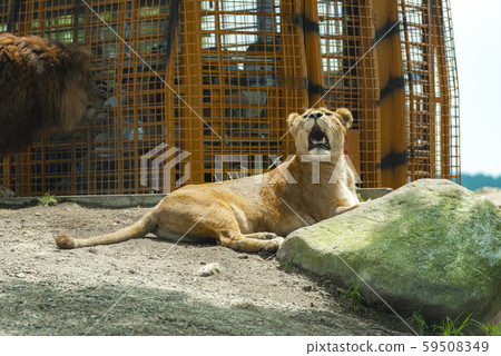非洲野生動物園 非洲野生動物園 59508349