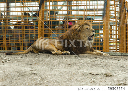 非洲野生動物園 非洲野生動物園 59508354