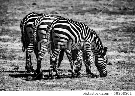 斑馬屁股 59508501