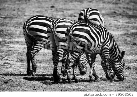 斑馬屁股 59508502