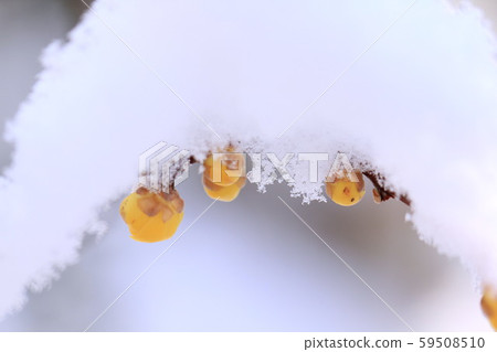 Snow cover Snow cover 59508510