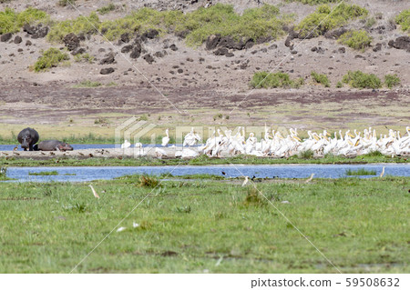 Herd of pelicans and hippopotamus 59508632