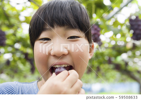 在採摘葡萄的女孩吃葡萄 59508633