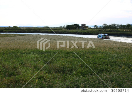 順天灣秋季自然生態 順天灣秋季自然生態 59508714