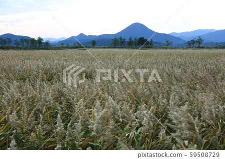 順天灣秋季自然生態 順天灣秋季自然生態 59508729