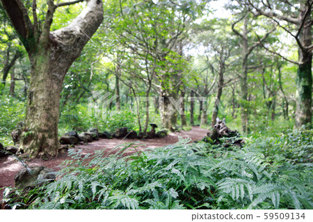 兄弟島和日出，攝影師 59509134