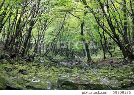 Brothers Island and Sunrise, Photographer Brothers Island and Sunrise, Photographer 59509156