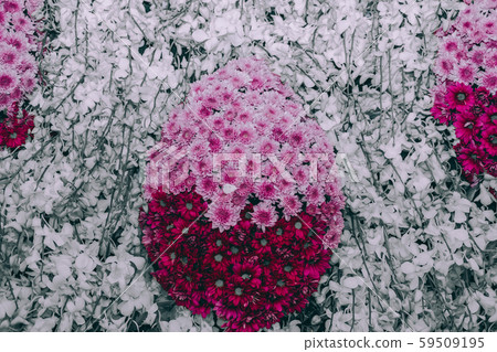 purple chrysanthemum & white orchid flower purple chrysanthemum & white orchid flower 59509195