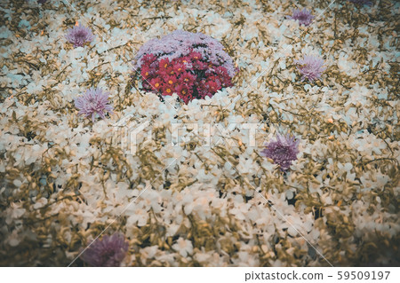 purple chrysanthemum & white orchid flower purple chrysanthemum & white orchid flower 59509197