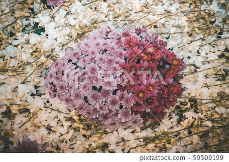 purple chrysanthemum & white orchid flower purple chrysanthemum & white orchid flower 59509199