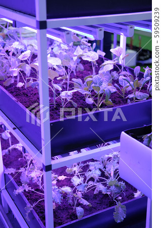 plant growing in smart indoor farm with artificial 59509239