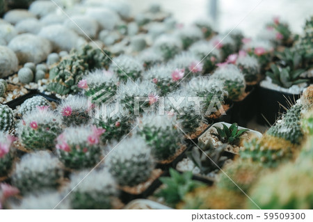 succulent cactus plant in pot decorating on desk 59509300