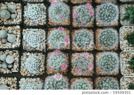 succulent cactus plant in pot decorating on desk 59509301