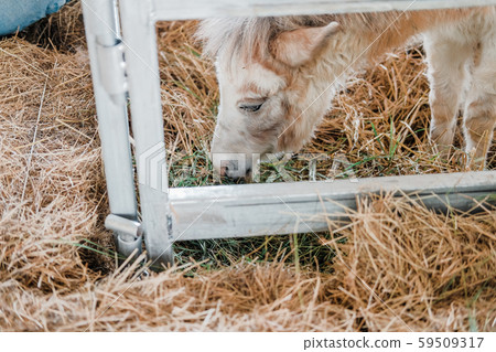 dwarf miniature mule (mixed species of donkey & 59509317