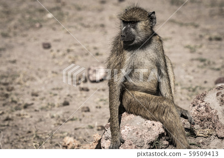 East African baboon East African baboon 59509413