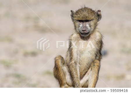 East African baboon East African baboon 59509416