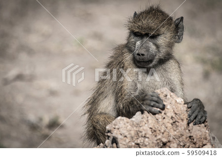 East African baboon East African baboon 59509418