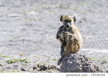 Baboon scratching the body Baboon scratching the body 59509592