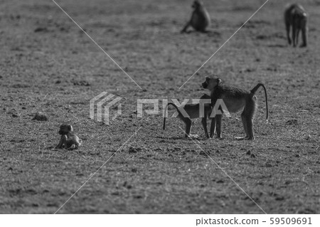 Flock of baboons 59509691