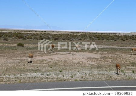 Vicuna Bolivia Vicuna Bolivia 59509925