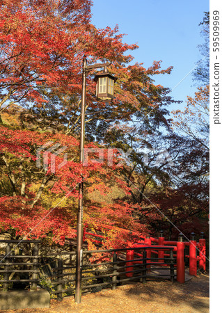Ikaho Onsen Kawakabashi Autumn leaves Ikaho Onsen Kawakabashi Autumn leaves 59509969