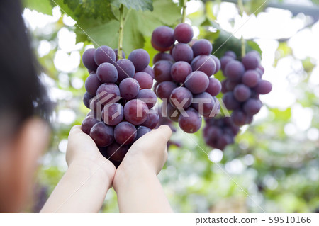 一個摘葡萄的女孩 一個摘葡萄的女孩 59510166