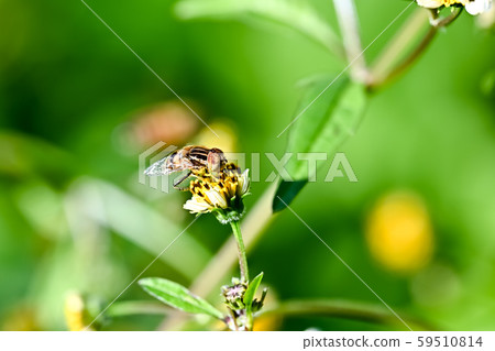 Kigoshishana 59510814