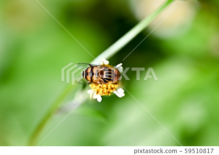 Kigoshishana 59510817