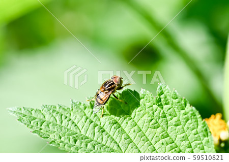 Kigoshishana 59510821