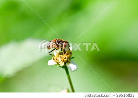 Kigoshishana 59510822