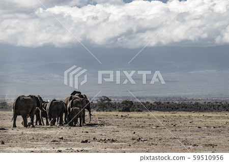 African elephant herd 59510956