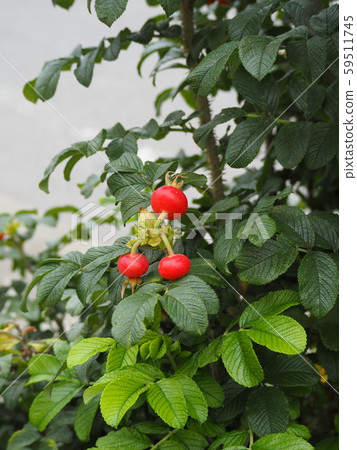 紅赫曼努斯水果（玫瑰果） 59511745