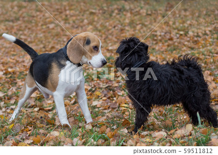Cute miniature schnauzer puppy and beagle puppy. Cute miniature schnauzer puppy and beagle puppy. 59511812