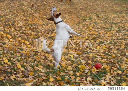 Jack russell terrier is jumping for yellow leaves. Jack russell terrier is jumping for yellow leaves. 59511864