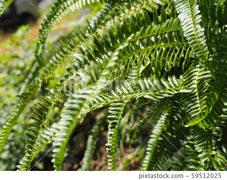Fern leaves shining in the light Fern leaves shining in the light 59512025