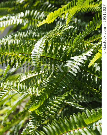Fern leaves shining in the light Fern leaves shining in the light 59512027