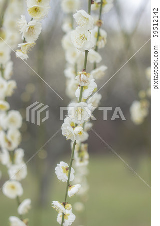 White prickly plum 59512142