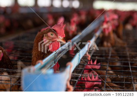 Chicken in the factory, Hens in cages industrial 59512283