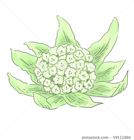 Blooming tofu 59512866